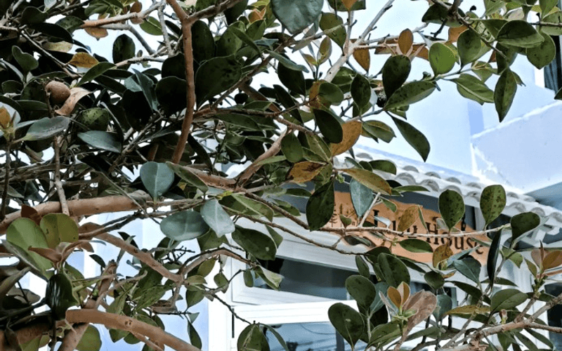 Homestay Đà Lạt - Lulu House